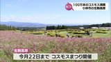 約100万本のコスモスが満開 小林市・生駒高原|TBS NEWS DIG