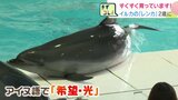 【おたる水族館】バンドウイルカの「レンカ」が2歳に!名前の由来はアイヌ語で「希望・光」 好物のホッケがのった氷ケーキでお祝い | 北海道のニュース|HBC北海道放送