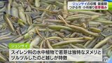 ヌメりが美味の夏の味覚「ジュンサイ」水田地帯の池で小舟操り収穫盛ん|TBS NEWS DIG
