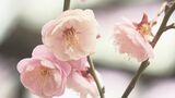 梅の花が見頃に 大分市の平和市民公園 | 大分のニュース|OBS NEWS|大分放送