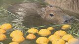 “ポカポカ”と温まる・・・カピバラが“ゆず風呂”でまったり 岐阜・各務原市|TBS NEWS DIG