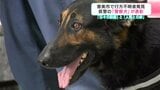 行方不明者発見で表彰の警察犬「リュウ」 ご褒美にもらったおやつは…あんまり好きじゃなかった? 日々の訓練と人間との絆|TBS NEWS DIG