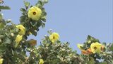県の“絶滅危惧種”で天然記念物にも指定 ハマボウの花が見頃 愛知・田原市 | 名古屋・愛知・岐阜・三重のニュース【CBC news】 | CBC web