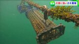 「海に仕事をさせて養殖ができる」新たな技術の導入でカキ養殖の可能性拡大を【岡山・笠岡市】|TBS NEWS DIG