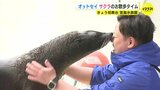 「凜とした姿とどんくささのギャップを楽しんで」 オットセイのお散歩タイム始まる　宮島水族館　広島　|　RCC NEWS | 広島ニュース | RCC中国放送