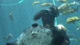 「海の中でもこんなふうに衣装が着れるんだ」黒船祭にあわせ"ペリー提督"が水中ショー 下田海中水族館で祭の最終日まで開催＝静岡・下田市|TBS NEWS DIG