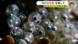 寒い時期ならでは “宝石箱” を探しに 真冬の海の中へ　|　RCC NEWS | 広島ニュース | RCC中国放送