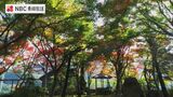 1年で2日間だけ一般公開 紅葉彩る約千坪の回遊式庭園 地元企業の迎賓館 “迎仙閣”をドローン映像で【長崎】 | 長崎のニュース | 天気 | NBC長崎放送