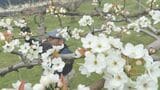 山間部の果樹園でナシの花咲く　摘花作業　山口　|　山口のニュース・天気・防災｜tys NEWS｜ｔｙｓテレビ山口