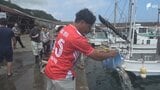 「資源が回復してくれれば」マダイの稚魚約1万6500匹放流 4、5年後には体長30センチ程の成魚に=静岡・東伊豆町稲取漁港|TBS NEWS DIG