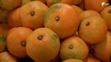 「飛べ！みかん！」河津町の特産品が飛行機で北海道へ　「2024年問題」と販売促進へ新たな試み=静岡　|　静岡のニュース | SBSNEWS | 静岡放送
