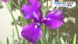 仙巌園で約2000本の「ハナショウブ」見頃に　雨にちなんだ「あめ」も　鹿児島|TBS NEWS DIG