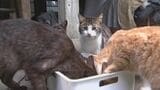 ネコ最大60匹まで繁殖…多頭飼育崩壊 愛護団体が支援活動も対応に苦慮 | 大分のニュース|OBS NEWS|大分放送