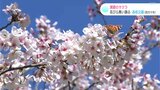 「花吹雪がとてもきれい」土佐の小京都・四万十市中村もサクラが満開で春らんまん | 高知のニュース・天気|KUTV NEWS | KUTVテレビ高知