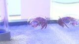 いよてつ高島屋の水族館で解説ツアー 参加した子どもが生き物の特徴学ぶ 愛媛・松山市 | 愛媛のニュース - Nスタえひめ|あいテレビは6チャンネル