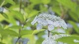 夫婦が20年前に植えたアジサイ“100種類3000株”見頃に「今が最高の時」 山口・周南|TBS NEWS DIG