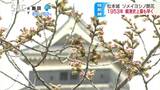 松本城でソメイヨシノが開花　1953年の観測開始以来最も早い開花に　満開は今月末ころ|TBS NEWS DIG