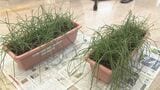 鳥取市の花「ラッキョウの花」小学校にプレゼント|TBS NEWS DIG