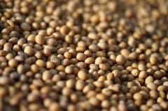 中国、米国産大豆を大量購入－米中通商休戦の合意実行を示唆| TBS CROSS DIG with Bloomberg