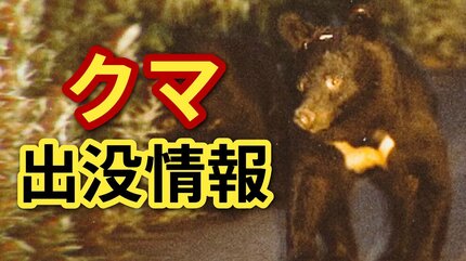 柿の木が折られて爪痕がある」クマの可能性が高いと認定 自治体や警察
