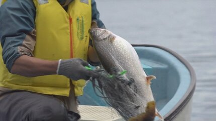 レイクトラウトの剥製 作品紹介】 スプレイク 67cm: 剥製屋の業務日誌