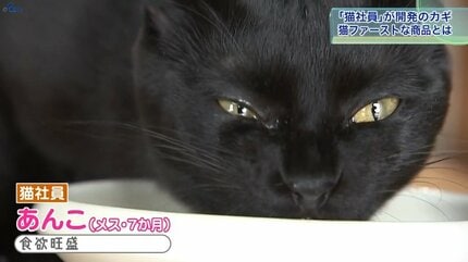 猫社員」と商品開発 岩手から世界へ “ネコファースト”な製品とは | IBC