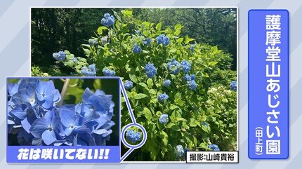 これから本格的に咲く【サムライブルー】護摩堂山のアジサイ“七変化