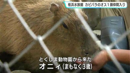 桂浜水族館 カピバラのオス1頭が仲間入り 6日から一般公開 | 高知の