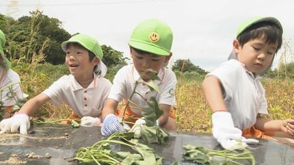 専用、子育て様 難しかったけど頑張った」園児がサツマイモの植え付け体験 | 山口の