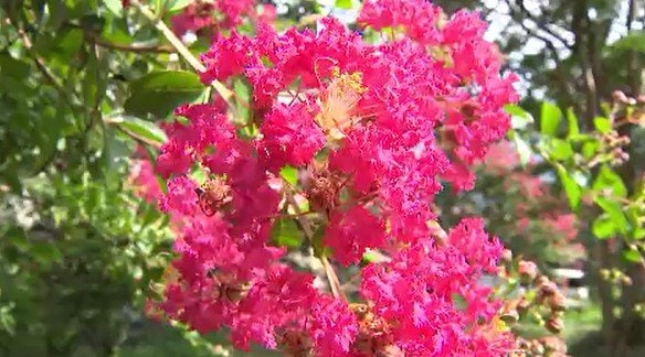 サルスベリの花が見ごろ…長野市の標高約600メートルの小高い丘に1900本…別名「百日紅」花の期間が長いのも特徴　|　SBC NEWS | 長野のニュース | SBC信越放送
