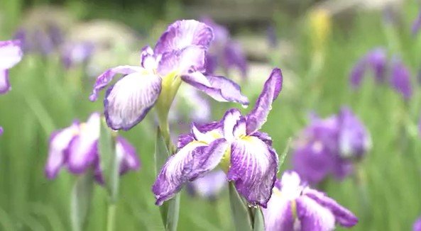 安曇野市の公園で見頃　およそ40品種、1万5000株のハナショウブ　梅雨シーズンを華やかに彩る　長野|TBS NEWS DIG