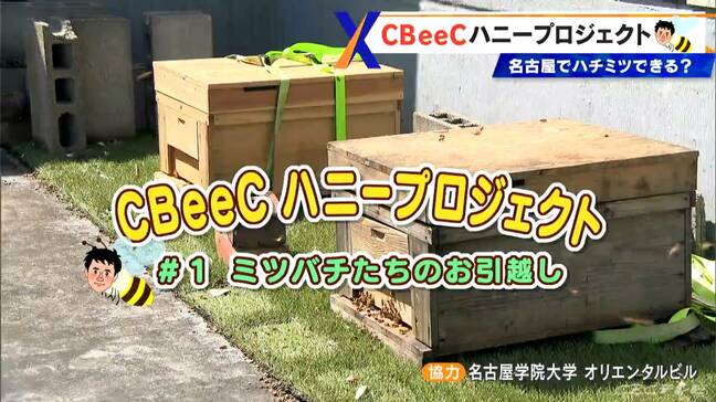 都会の真ん中でハチミツづくり?名古屋の“空”で始まるハチと気象予報士の大作戦『CBeeCハニープロジェクト』 果たして採蜜できるのか?|TBS NEWS DIG
