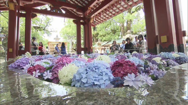 「とっても綺麗で癒されます」手洗鉢に1000本のアジサイ 太宰府天満宮で「花手水」始まる 福岡|TBS NEWS DIG