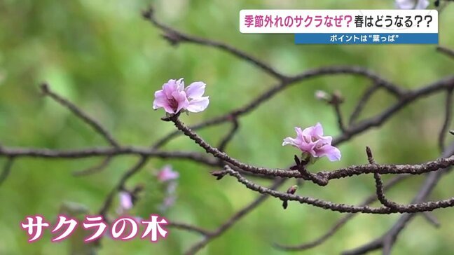 10月にサクラ…原因は「落葉」と専門家が分析　なぜ落葉？来春に影響は？|TBS NEWS DIG