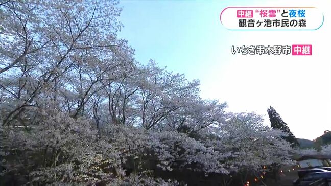 観音ヶ池市民の森（いちき串木野市）から中継・満開　鹿児島|TBS NEWS DIG