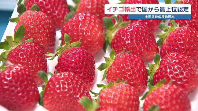 イチゴ作りの手本「フラッグシップ輸出産地」 JA熊本経済連が認定 立ちはだかる輸出の壁に挑む!|TBS NEWS DIG