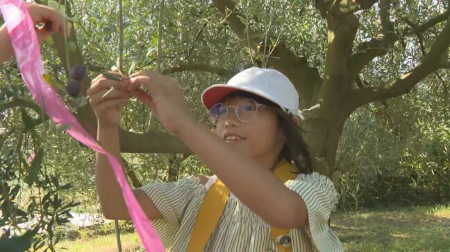 小学生がオリーブの収穫を体験 地元特産品に親しむ 大分・国東市|TBS NEWS DIG