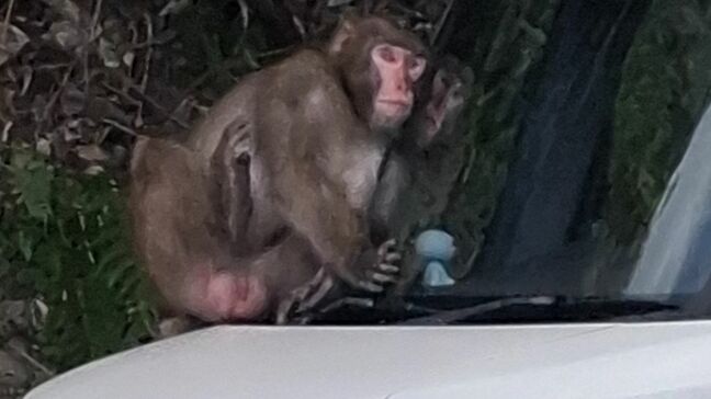 サル出没　鹿児島市の市街地や住宅街で目撃【目撃された場所と時間・猿情報】|TBS NEWS DIG