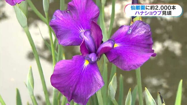 仙巌園で約2000本の「ハナショウブ」見頃に　雨にちなんだ「あめ」も　鹿児島|TBS NEWS DIG