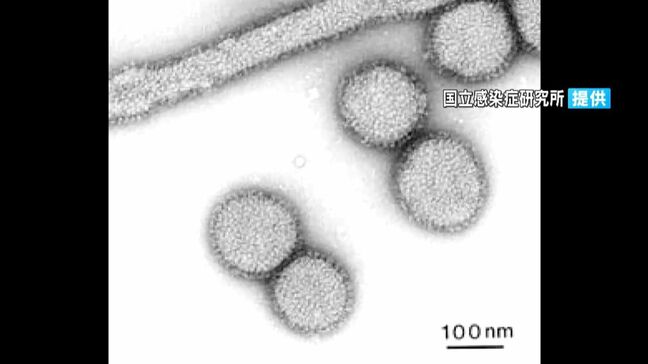 インフルエンザ患者2000人超　4週連続増加　流行発生警報継続中|TBS NEWS DIG