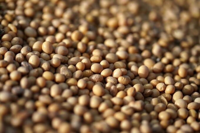 中国、米国産大豆を大量購入－米中通商休戦の合意実行を示唆