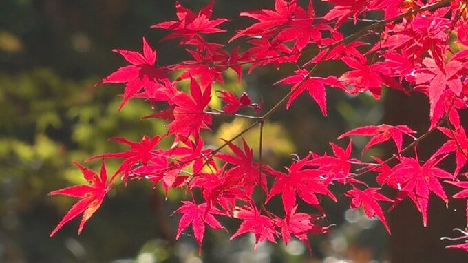 夫婦が整備した里山で紅葉が見頃　およそ850本のもみじ　色づきピークに　山梨 西桂町・とうざんの里　|TBS NEWS DIG
