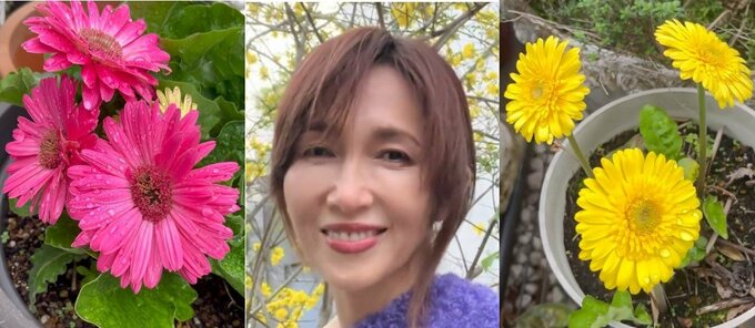 【工藤静香】　「お手入れをしたガーベラが元気良く咲いてます」「花に宿る雨露がとても美しかったです❤」　自宅でのガーデニング姿を公開|TBS NEWS DIG