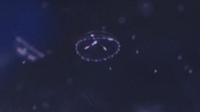 しまね海洋館アクアス  小さな「スギウラヤクチクラゲ」展示　|　BSSニュース | BSS山陰放送