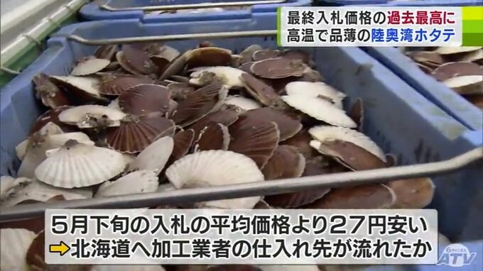 猛暑で品薄となった「陸奥湾の養殖ホタテ」今年度最後の入札　1キロ当たりの平均落札価格252円　最終入札価格としては過去最高|TBS NEWS DIG