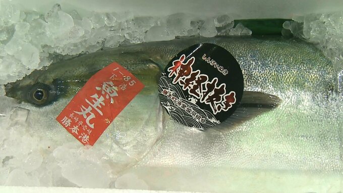 ブリ、カンパチ3割近く高値で取り引き　冬物野菜は3月まで安値で推移か　2023年の初競り　大分　|　大分のニュース｜OBS NEWS｜大分放送