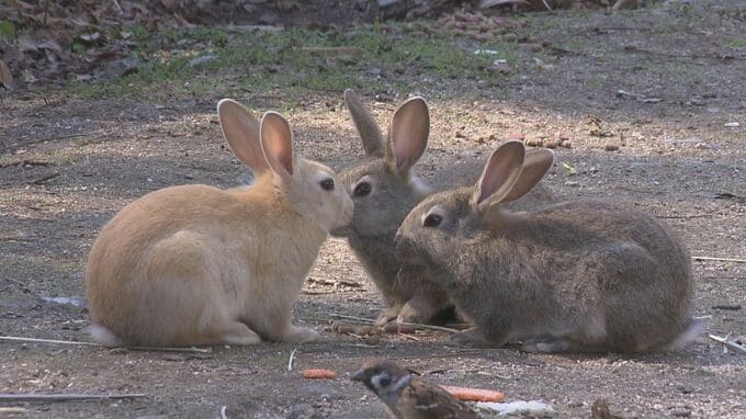 大久野島のウサギ　死んでいたのは99匹と判明　骨折しているケースなども　広島|TBS NEWS DIG