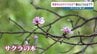 10月にサクラ…原因は「落葉」と専門家が分析　なぜ落葉？来春に影響は？　|　熊本のニュース｜RKK NEWS｜RKK熊本放送