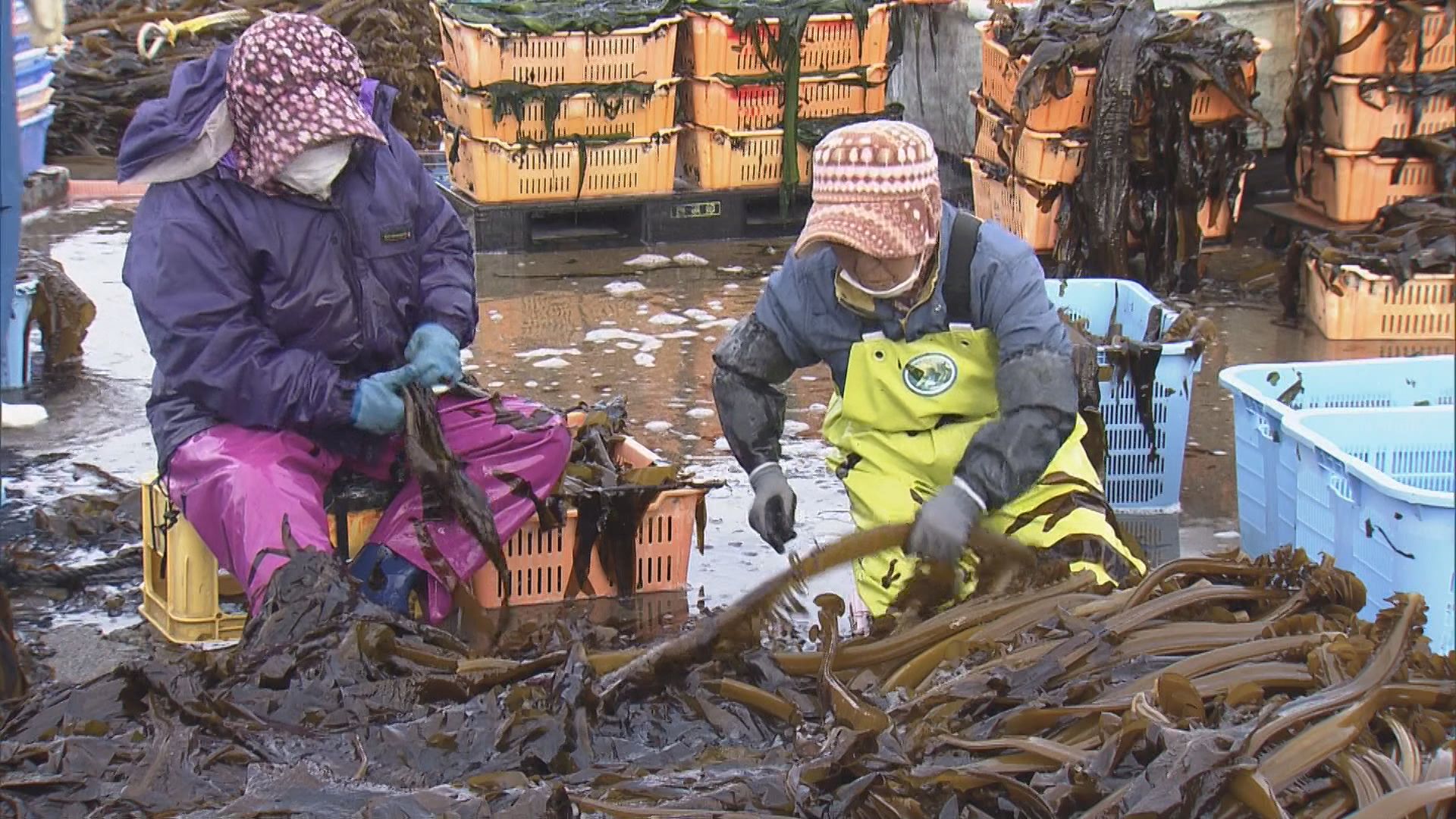 答志島で養殖ワカメの刈り取りが最盛期 根や茎を取り除いて保存用の｢塩蔵わかめ｣に 三重・鳥羽市