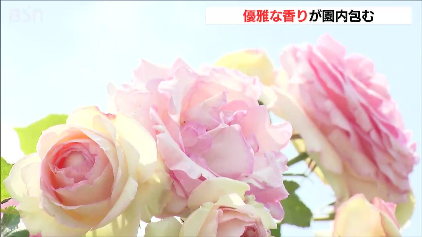 サムネイル_130種・800本のバラの優雅な香りに包まれて…快晴の新潟市中央区で『ばらまつり』始まる